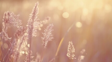 Golden hour field grass, soft focus.