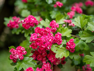 Close-up of vibrant pink flowers of the double-flowered hawthorn (Crataegus laevigata ‘Paul’s...