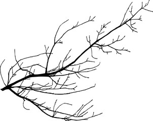 Vector illustration of natural oak branch