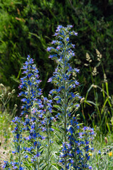 Echium vulgare or Viper’s Bugloss or blush (Echium vulgare) illuminated by sunlight, in bloom. Excellent honey plant, used as a medicinal plant, poisonous. Vertical photo.