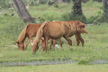 Obraz premium Wild Horses in Mannar, Sri Lanka 