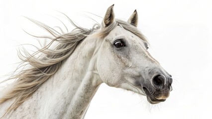 White Horse Portrait Windswept Mane, Equine Beauty, Animal Photography, Horse Photography Horse, Equine