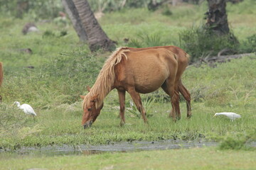 Wild Horses in Mannar, Sri Lanka 