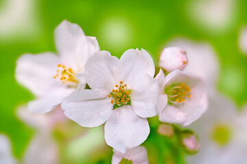 桜アップ