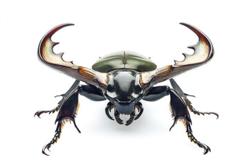Metallic Stag Beetle with Prominent Mandibles Isolated on White, Tarantula Hawk Wasp in Flight Isolated on White, Tarantula Spider Crawling Isolated on White