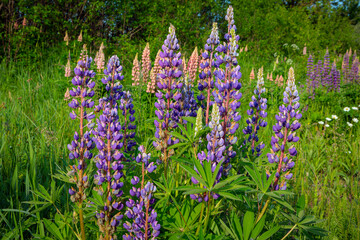 Obraz premium Blooming lupine flowers . Lupine field. Colorful lupinus of pink, violet, blue, white, . Lupine in full bloom.