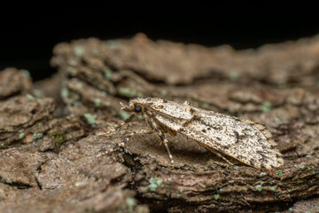 March dagger moth - Diurnea fagella, small spring moth from European forests and woodlands, Zlin, Czech Republic.