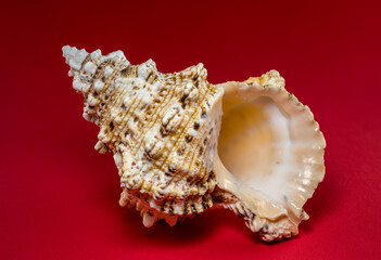 Textured Seashell on a Red Background