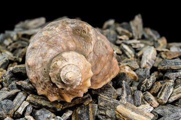 Rapana Seashell on Rocky Surface