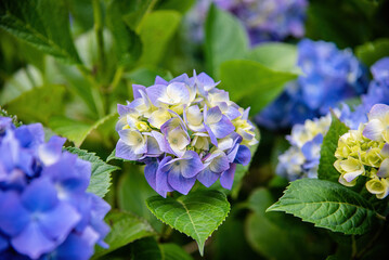 Hydrangea macrophylla is a species of flowering plant in the family Hydrangeaceae, native and endemic to Japan
