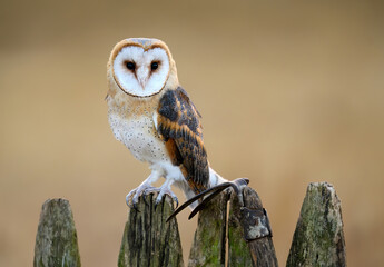 Barn owl close up ( Tyto alba )