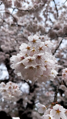 cherry blossoms in Hirosaki Castle