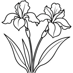 lily flower isolated on white