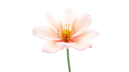 Fototapeta premium Pale Pink Flower Bloom Isolated on White