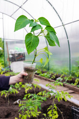 Planting vegetable plants in a greenhouse. Pepper seedling in a child's hand.