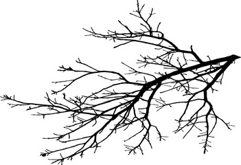 Vector illustration of natural oak branch