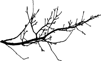 Vector illustration of natural oak branch