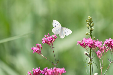 ムシトリナデシコのピンクの花と宙を舞う白い蝶