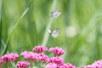 宙を舞う二匹の白い蝶