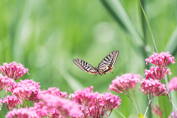 ムシトリナデシコのピンクの花と宙を舞うアゲハ蝶