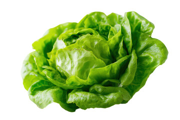 Fresh butter lettuce with slightly curled edges, showcasing vibrant green leaves that are crisp and inviting, perfect for salads or garnishes