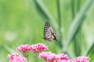 ムシトリナデシコのピンクの花と宙を舞うアゲハ蝶