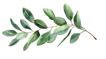 Obraz premium Title: Eucalyptus Branch with Detailed Green Leaves Isolated on White Background