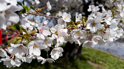  Cherry Blossom in Sakura Park, Aomori, Japan