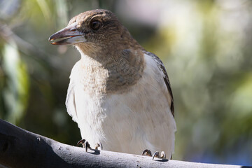 Close up of a juvenile Pied Butcherbird