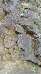 moss on stone