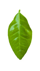 green leaf isolated on white background