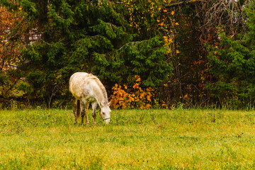 Gray horse grazing peacefully in an autumn field