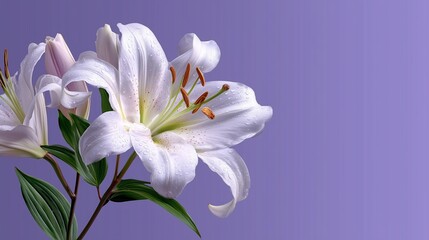 Obraz premium Flat 2D white lily on a plain pale lavender background, simple floral concept, purity theme