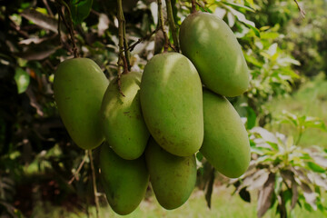 selective image of Green Fresh mangoes fruit hanging on mango tree in garden. bunch of mangoes, selecitve focus
