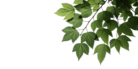 High-quality image for commercial use