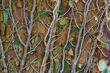 Tree trunk grunge natural, organic background, texture.
