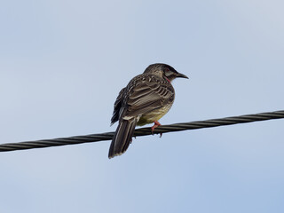 Red Wattlebird (Anthochaera carunculata) perched on a powerline with a clouds and light blue sky background