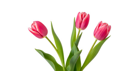 Naklejka premium Three Vibrant Pink Tulips with Green Stems on Transparent Background