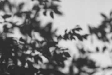 Shadow of a tree on the wall. Swaying shadows of leaves on a white brick wall in sunlight. Shadow overlay effect 