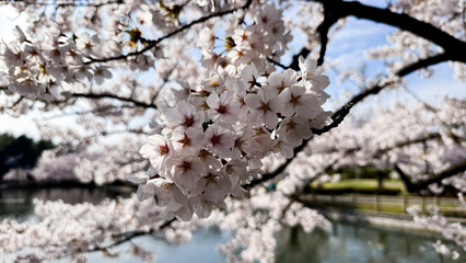  Cherry Blossom in Sakura Park, Aomori, Japan