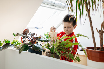 School age boy watering house flowers in flower pots from a watering can