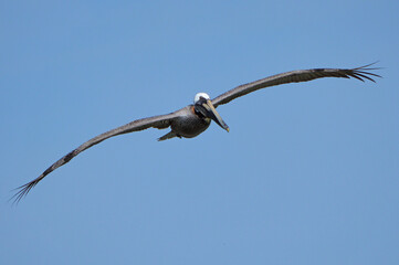 A lone brown pelican, its wings fully extended horizontally, soaring towards the camera against a clear blue sky at a beach in Florida