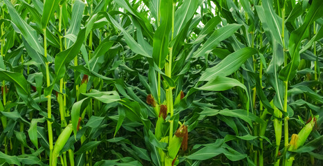corn plant sprouts flourishing in the fields, green with young stems