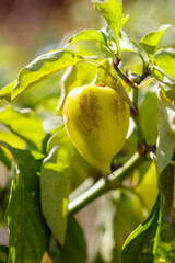 A yellow pepper is hanging from a green leaf