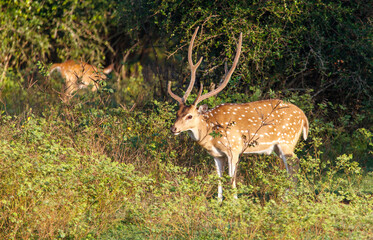 A deer with antlers is walking through a field of grass