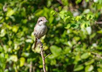 A small bird is perched on a branch in a lush green forest