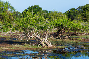 A tree with a lot of branches is in a field with water