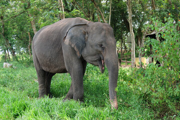 Fototapeta premium Sumatran elephant (Elephas maximus sumatranus) in Way Kambas National Park Lampung Indonesia
