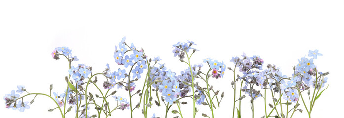 Spring blue flowers Myosotis isolated on white background.  Flowers Myosotis are called forget-me-not or scorpion grasses.