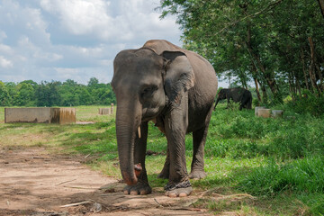 Sumatran elephant (Elephas maximus sumatranus) in Way Kambas National Park Lampung Indonesia